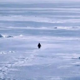 Nietzschean Penguin logo